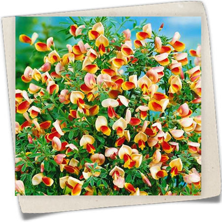 Edelginster 'Dragonfly' Edelginster 'Dragonfly'