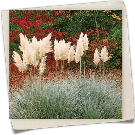 Garten-Pampasgras 'White Plume' Garten-Pampasgras 'White Plume'