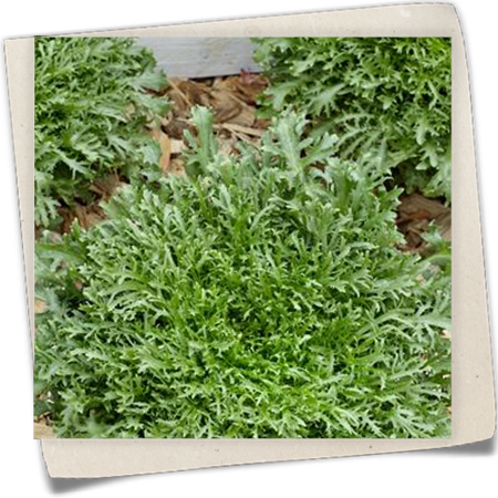 Frisee-Endivien Frisee-Endivien