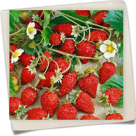 Walderdbeere 'Hummi® Waldfee' Walderdbeere 'Hummi® Waldfee'