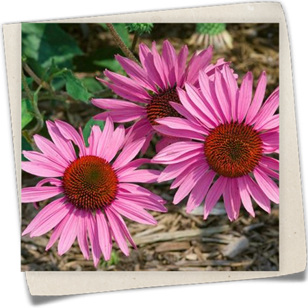 Garten-Scheinsonnenhut 'Prairie Splendor'® Garten-Scheinsonnenhut 'Prairie Splendor'®