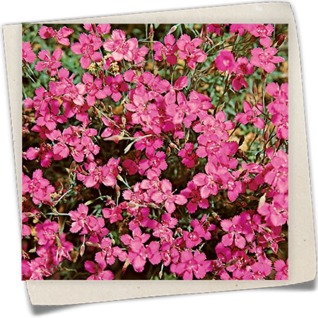 Garten-Heide-Nelke 'Leuchtfunk' Garten-Heide-Nelke 'Leuchtfunk'