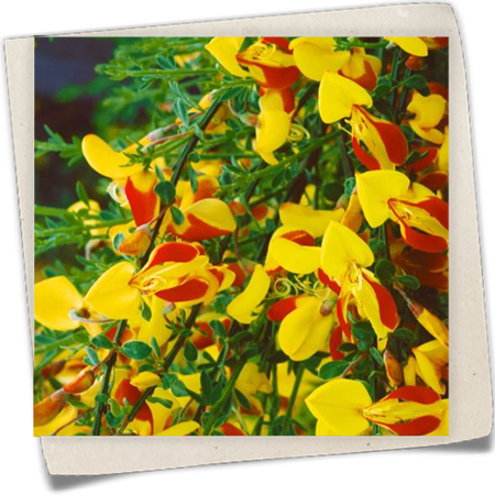 Edelginster 'Firefly' Edelginster 'Firefly'