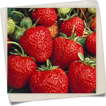 Garten-Monats-Erdbeere 'Korona'(s) Garten-Monats-Erdbeere 'Korona'(s)