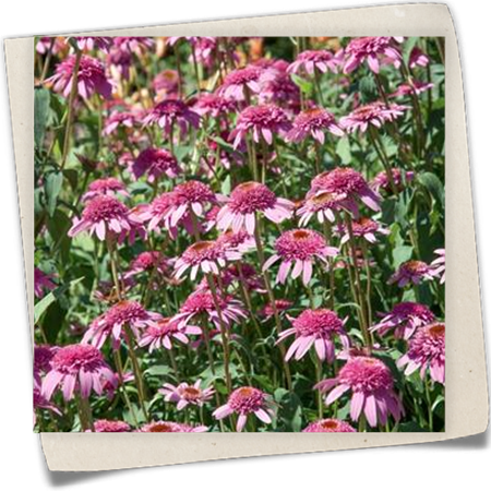 Garten-Scheinsonnenhut 'Razzmatazz'® Garten-Scheinsonnenhut 'Razzmatazz'®