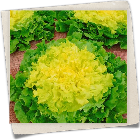 Winterendivie 'Gelber Escariol' Winterendivie 'Gelber Escariol'