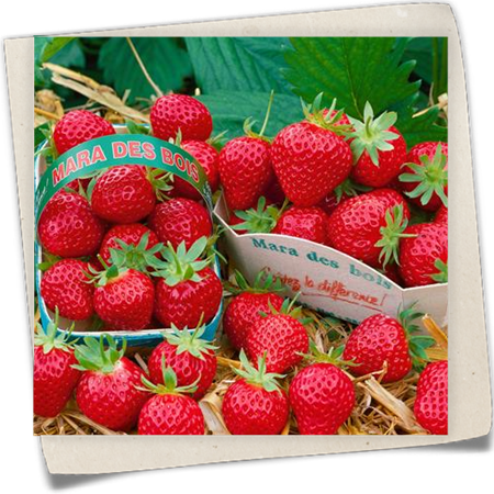 Erdbeere 'Mara des Bois' Erdbeere 'Mara des Bois'