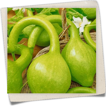 Flaschenkürbis Flaschenkürbis