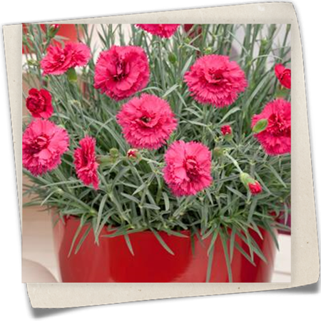 Gartennelke 'Devon Cottage' Gartennelke 'Devon Cottage'