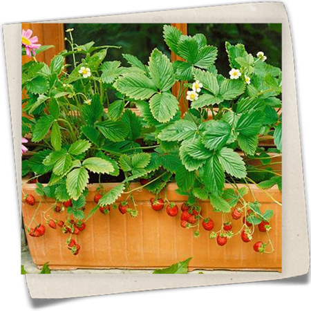 Garten-Monats-Erdbeere 'Rügen' Garten-Monats-Erdbeere 'Rügen'