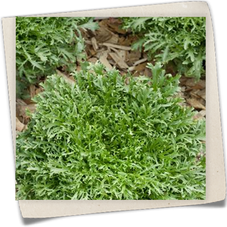 Endiviensalat Endiviensalat