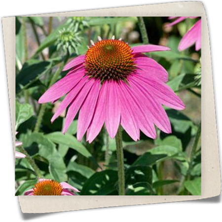 Garten-Scheinsonnenhut 'Sombrero'® Garten-Scheinsonnenhut 'Sombrero'®