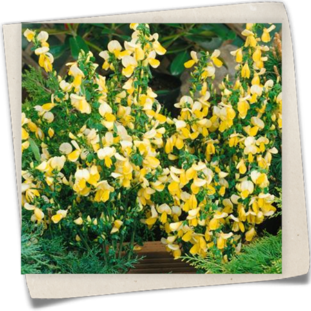 Edelginster 'Luna' Edelginster 'Luna'