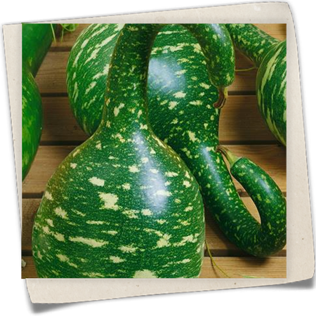 Flaschenkürbis 'Kobra' Flaschenkürbis 'Kobra'