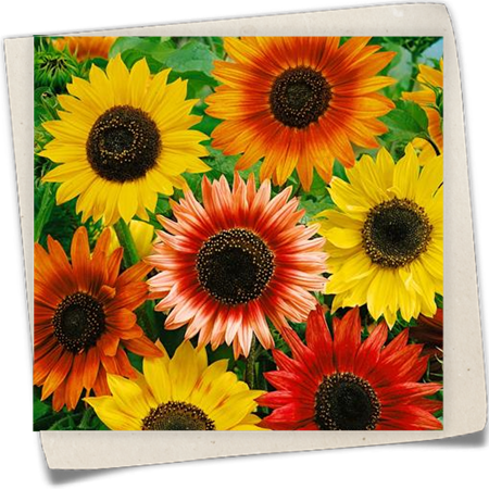 Sonnenblume Sonnenblume