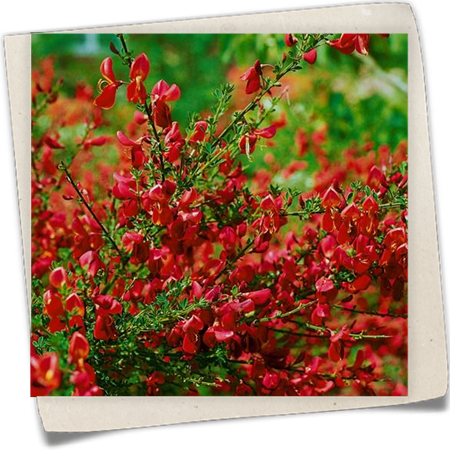 Edelginster 'Red Wings' Edelginster 'Red Wings'