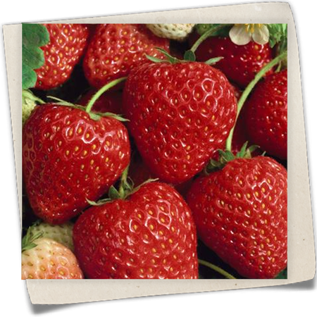 Garten-Monats-Erdbeere 'Ostara' Garten-Monats-Erdbeere 'Ostara'