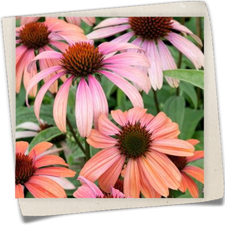 Garten-Scheinsonnenhut 'Summer Sky'® Garten-Scheinsonnenhut 'Summer Sky'®