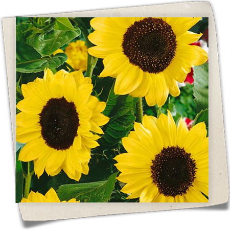 Sonnenblume 'Hohe Riesen' Sonnenblume 'Hohe Riesen'