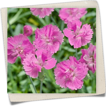 Garten-Pfingst-Nelke 'Dinetta'® Garten-Pfingst-Nelke 'Dinetta'®