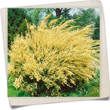 Elfenbeinginster Elfenbeinginster