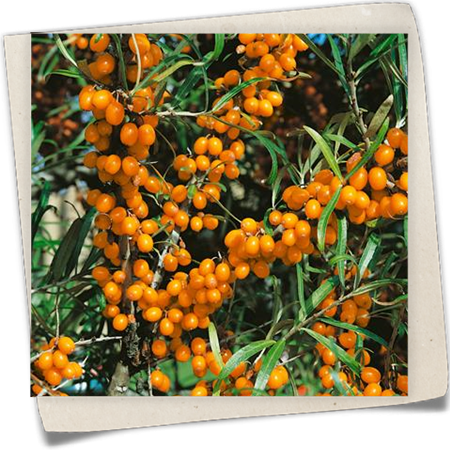 Sanddorn 'Friesdorfer Orange' Sanddorn 'Friesdorfer Orange'