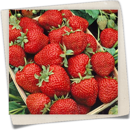 Erdbeere 'Aromastar' Erdbeere 'Aromastar'