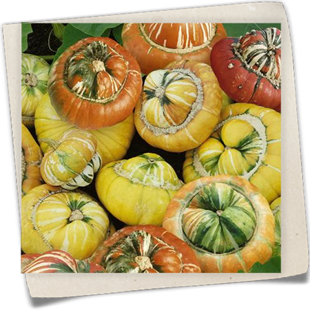 Kürbis 'Bischofsmütze' Kürbis 'Bischofsmütze'