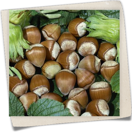 Haselnuss 'Hallesche Riesennuss' Haselnuss 'Hallesche Riesennuss'