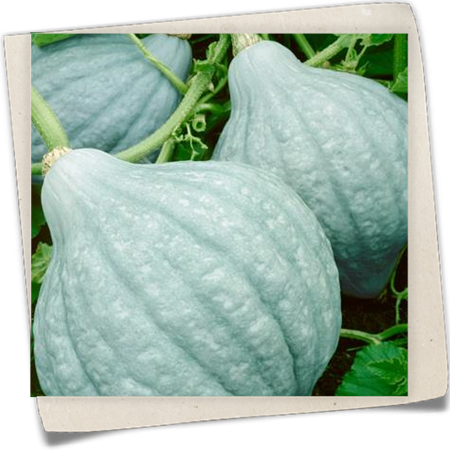 Speisekürbis 'Blue Hubbard' Speisekürbis 'Blue Hubbard'