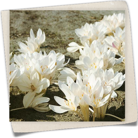 Herbst-Zeitlose Herbst-Zeitlose