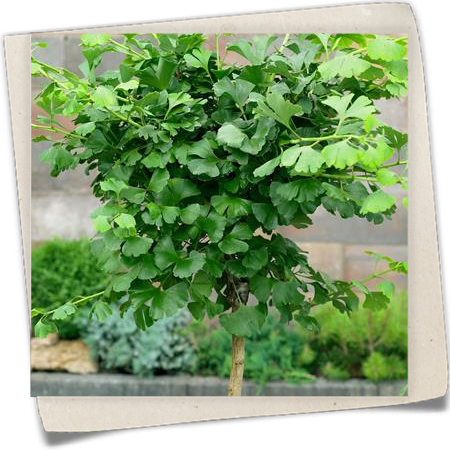 Fächerblattbaum 'Globosa' Fächerblattbaum 'Globosa'