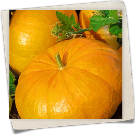 Speise-Kürbis 'Gelber Zentner' Speise-Kürbis 'Gelber Zentner'