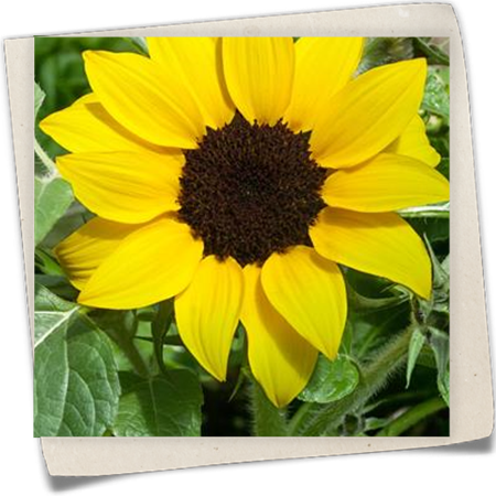 Sonnenblume 'Suntastic'® Sonnenblume 'Suntastic'®