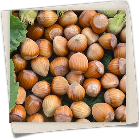 Haselnuss 'Wunder aus Bollweiler' Haselnuss 'Wunder aus Bollweiler'