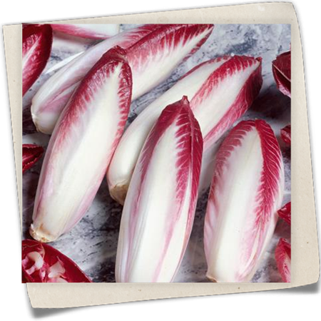 Rotblättriger Chicoree Rotblättriger Chicoree