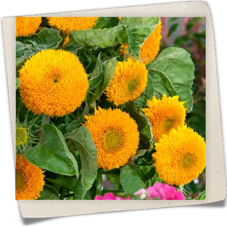 Sonnenblume 'Teddybär' Sonnenblume 'Teddybär'