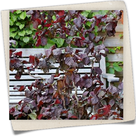 Waldhasel 'Red Majestic' Waldhasel 'Red Majestic'