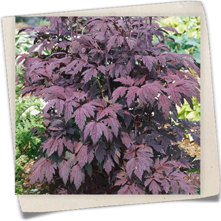 September-Silberkerze September-Silberkerze