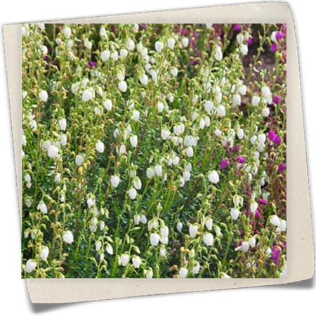 Irische Heide 'Alba' Irische Heide 'Alba'