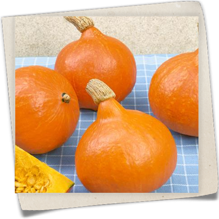 Kürbis 'Uchiki Kuri' Kürbis 'Uchiki Kuri'