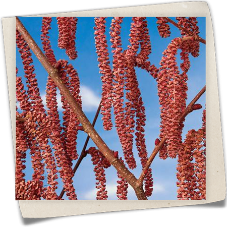 Großfrüchtige Waldhasel 'Rotblättrige Zellernuss' Großfrüchtige Waldhasel 'Rotblättrige Zellernuss'