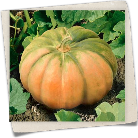 Moschus-Kürbis Moschus-Kürbis