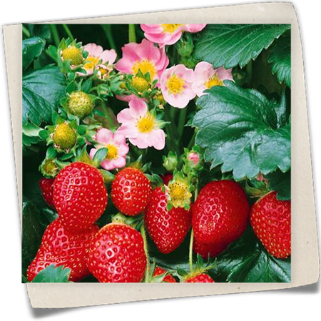 Erdbeere 'Fragoo' Erdbeere 'Fragoo'