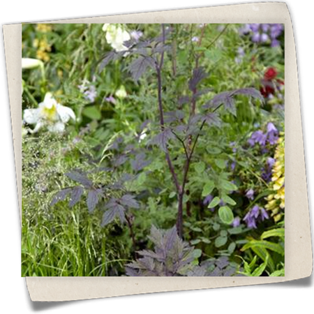 Oktober-Silberkerze Oktober-Silberkerze