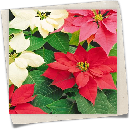 Weihnachtsstern Weihnachtsstern