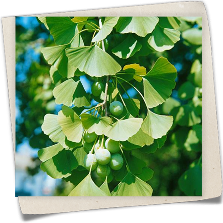 Fächerblattbaum 'Simon' Fächerblattbaum 'Simon'