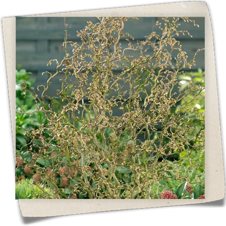 Korkenzieher-Haselnuss 'Twister' Korkenzieher-Haselnuss 'Twister'