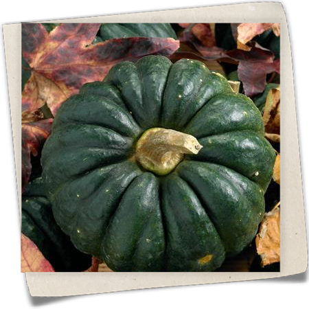 Speisekürbis 'Black Little' Speisekürbis 'Black Little'