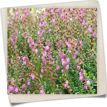 Irische Heide 'Rosea' Irische Heide 'Rosea'